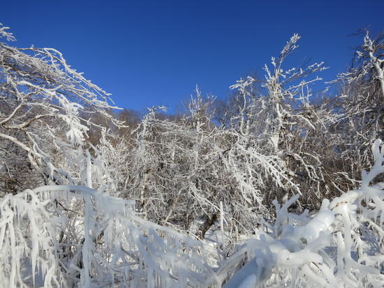 iced trees 4
