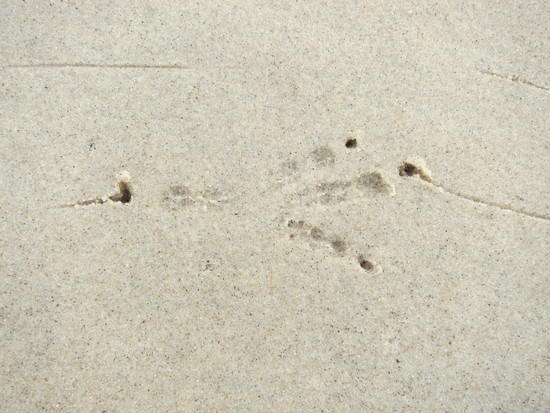 tracks2