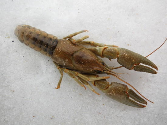crawdad