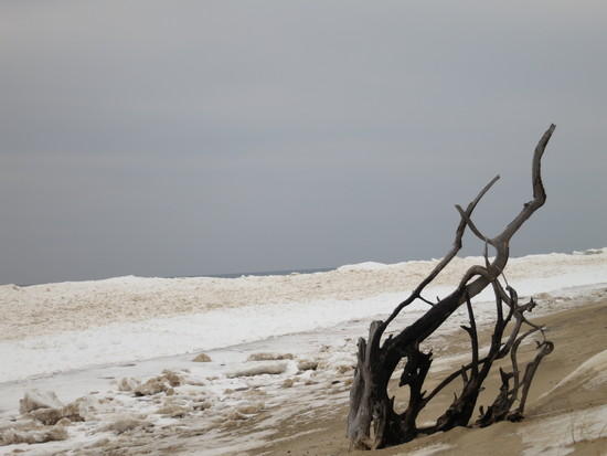 driftwood