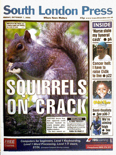 Squirrel