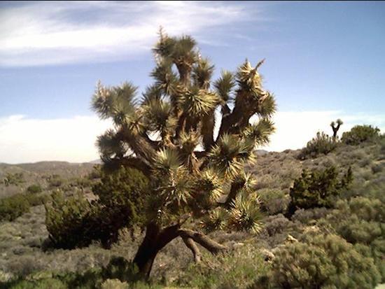 Joshua Tree