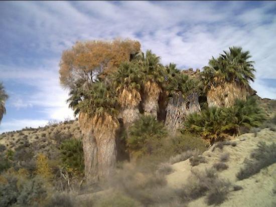 Palm Trees