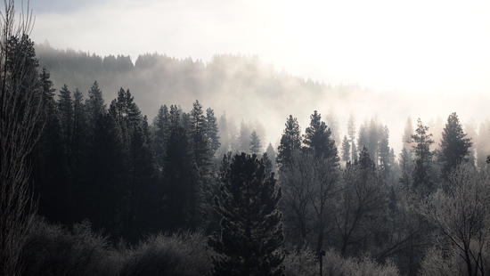 trees