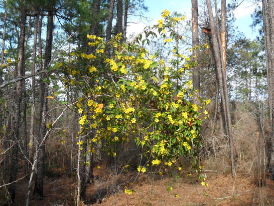 Yellow wildflowers