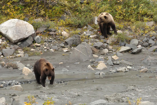 bear