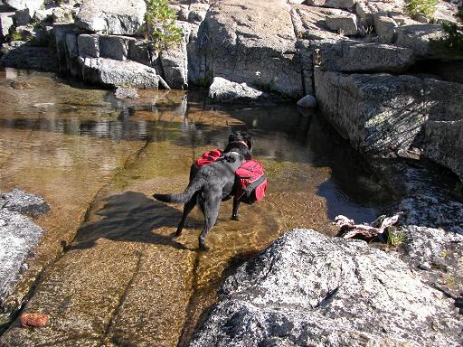 My dog in the Trinity Alps