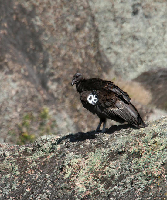 California condor adolescent