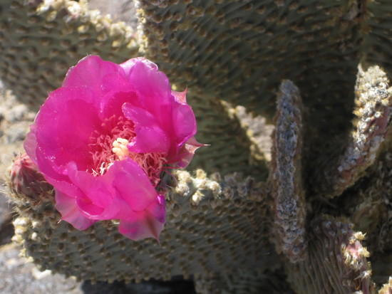 05 Beavertail Flower