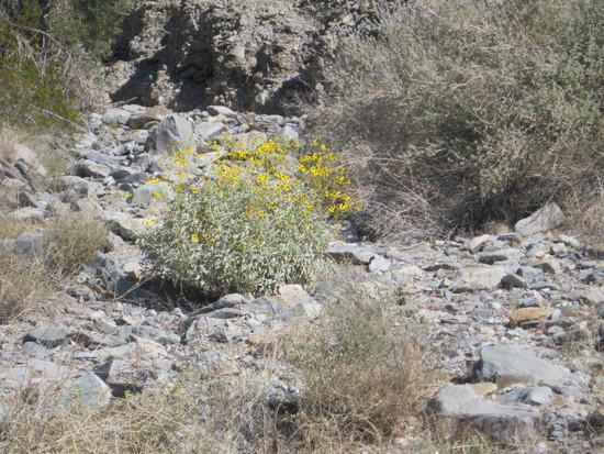 06 Yellow Flowers