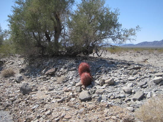 07 Barrel Cacti