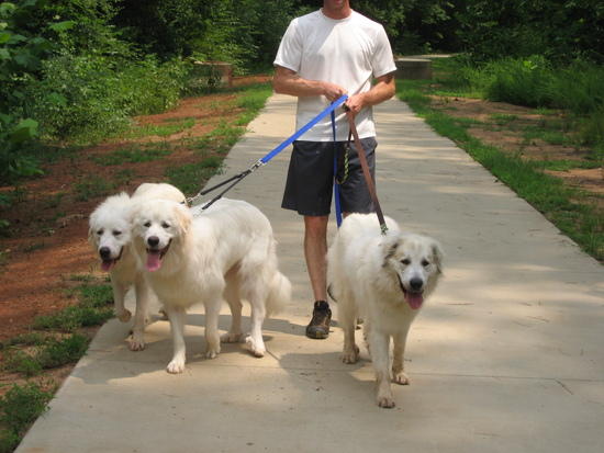 puppies