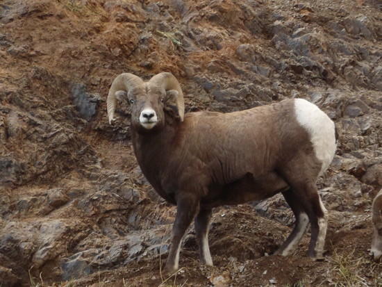 Bighorn
