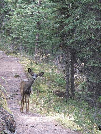 deer