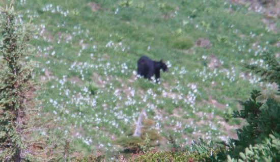 bear