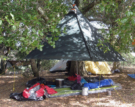 Tree pitch