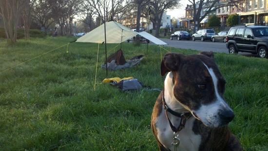 Henry and Our Tarp