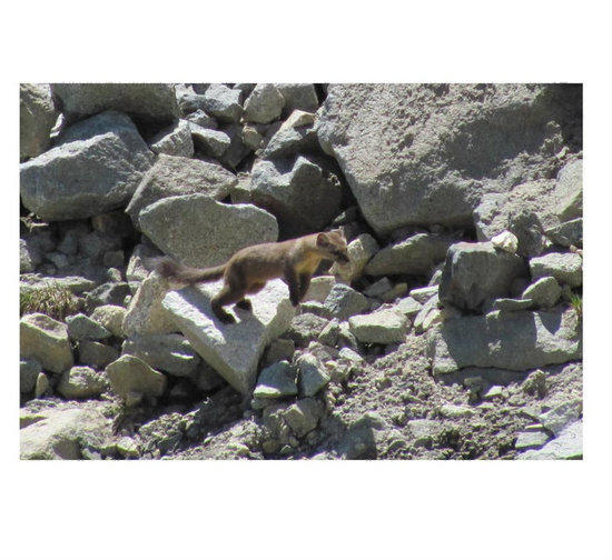 American Marten at Graveyard Lakes