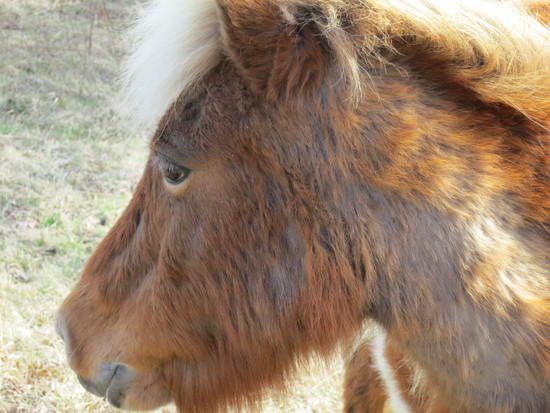 pony