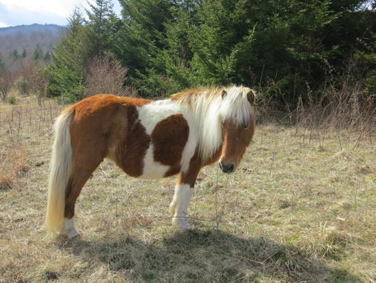 pony 2