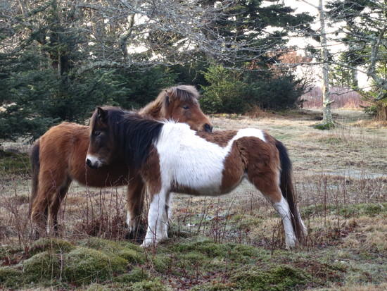 more ponies