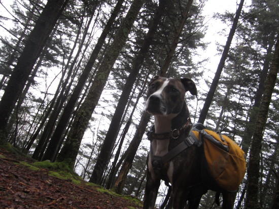 Henry in Tea Creek