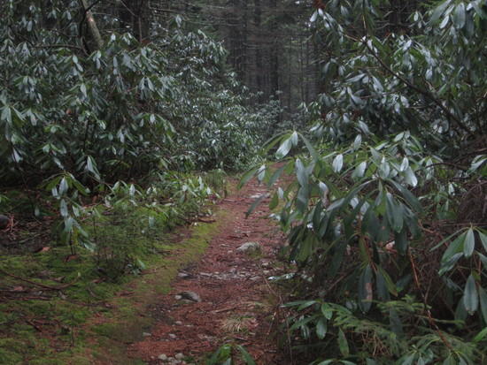 Tea Creek