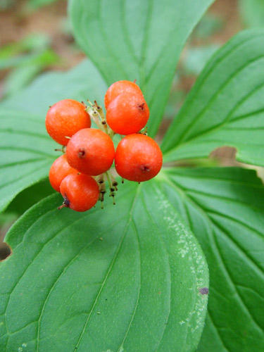 bunchberries