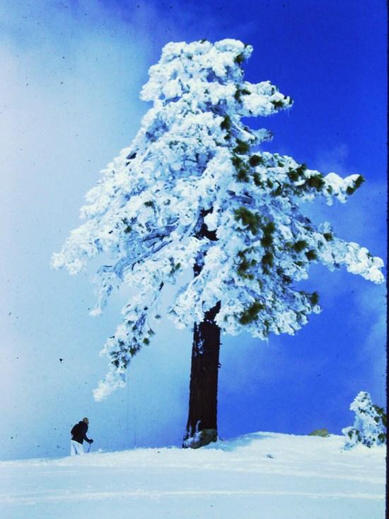 sierra nordic skiing