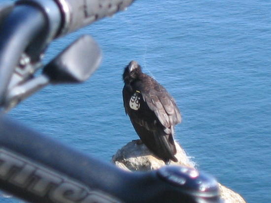 Condor!