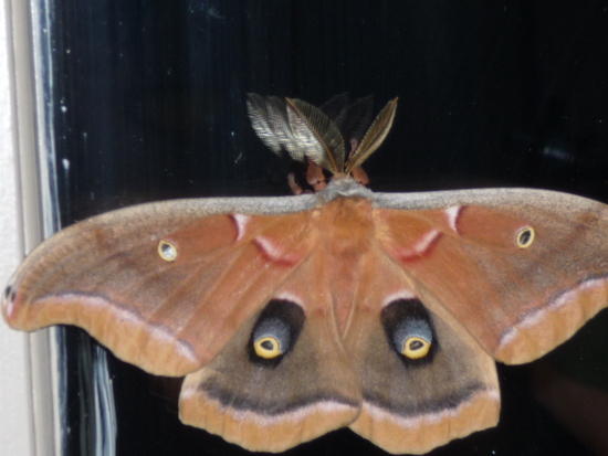 The Easter Moth