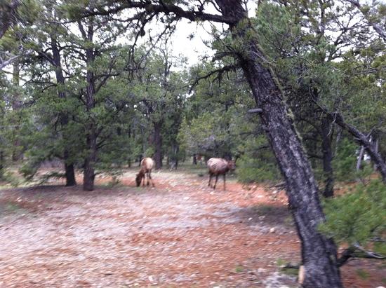 Elk