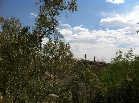 Creosote in bloom