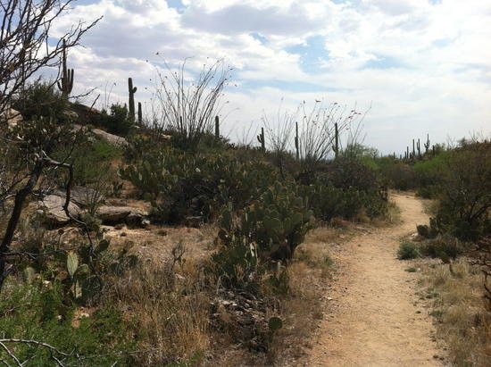 Saguaro 1