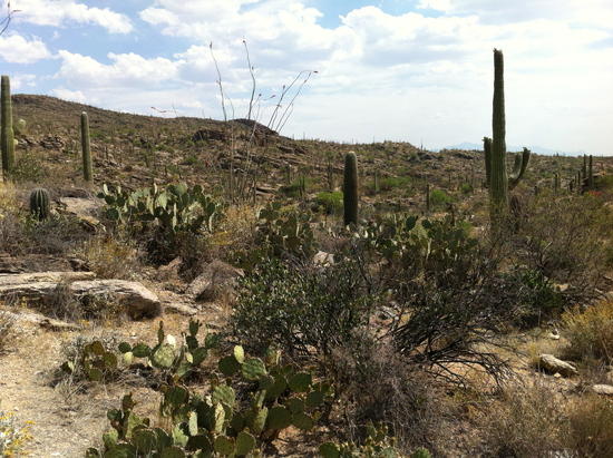 saguaro 2