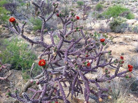 Christmas tree cactus in bloom