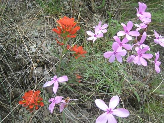 Phlox