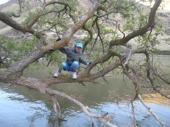 Tree Climb