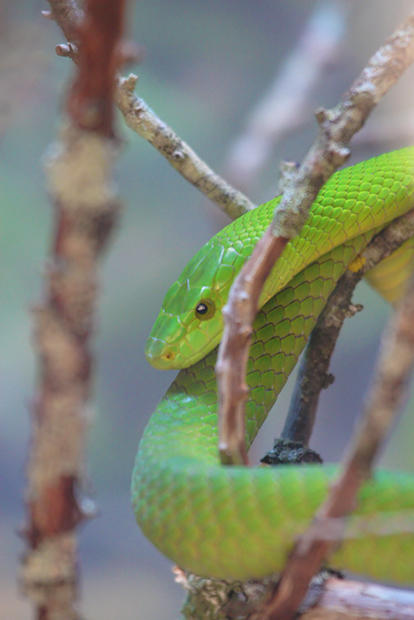 Green Mamba