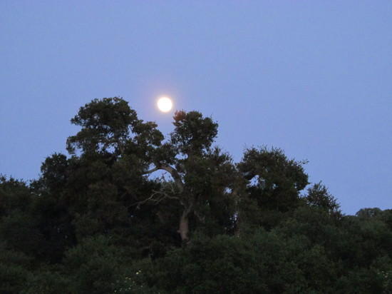 Moon over Arastradero Preserve