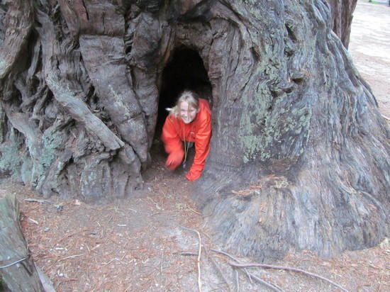 Hannah crawls through a Redwood