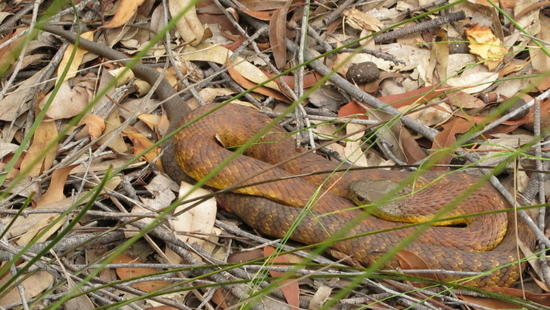 Mainland Tiger Snake, Notechis scutatus, 3382
