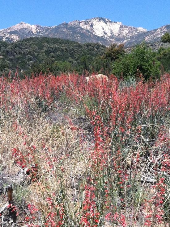 penstemon