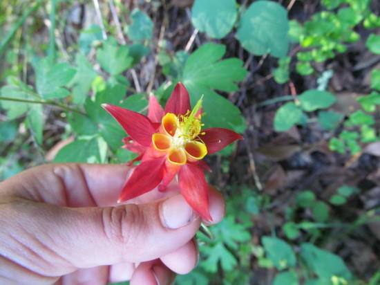 Natalie shows flower