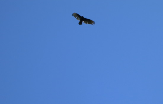 vulture