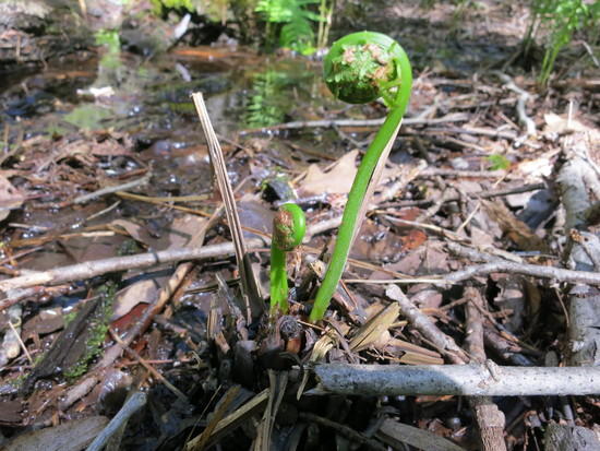fiddleheads