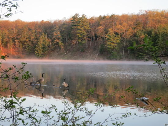 geese