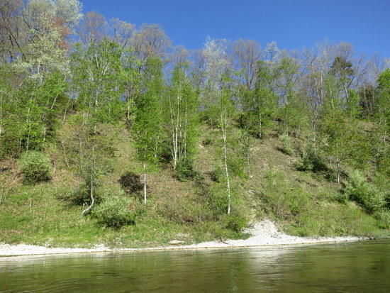 trees