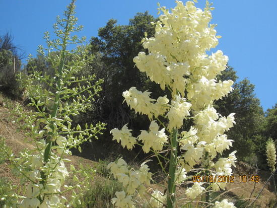 full bloom