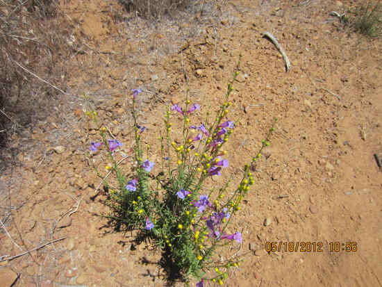 purple and yellow